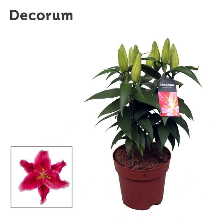 <h4>Lilium Or Starlight Express 17cm</h4>