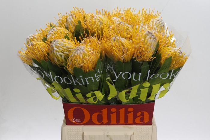 <h4>Nutans Joti</h4>