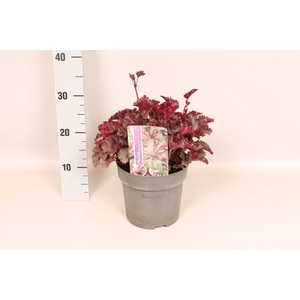 vaste planten 19 cm  Heuchera americana Melting fire