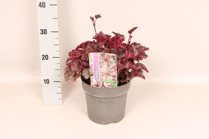 <h4>vaste planten 19 cm  Heuchera americana Melting fire</h4>