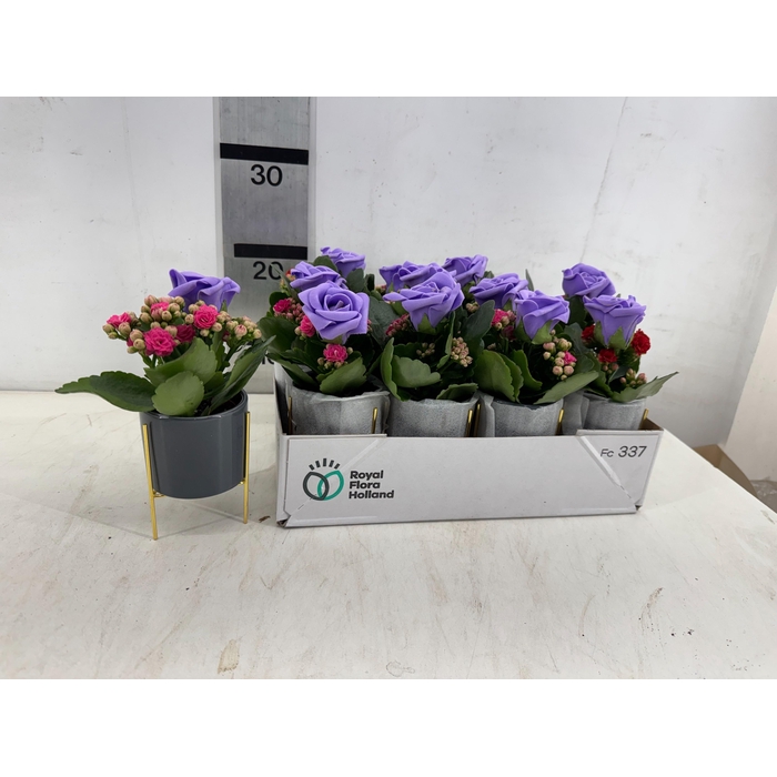 <h4>ARR PL IN SCHAAL</h4>