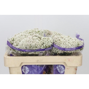 Ozothamnus Cooks Snow White