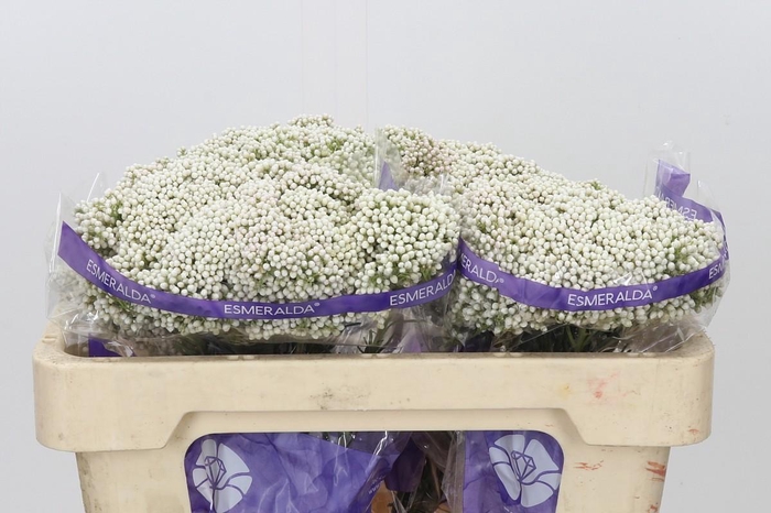 Ozothamnus Cooks Snow White