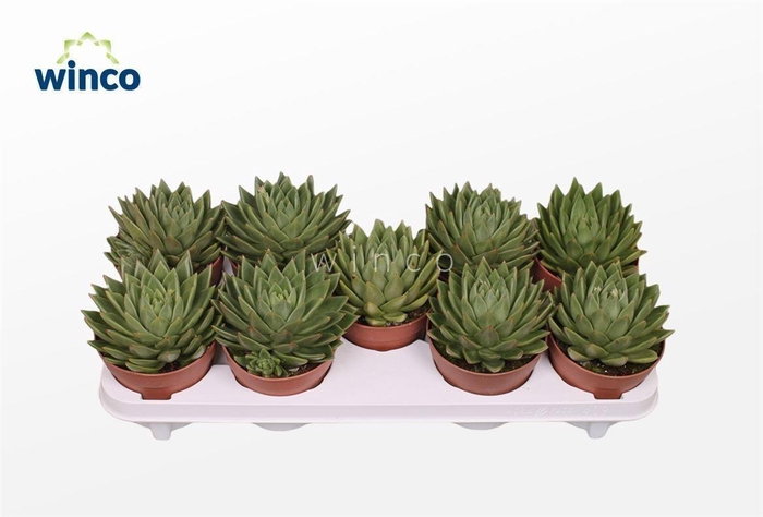 <h4>Echeveria Miranda</h4>