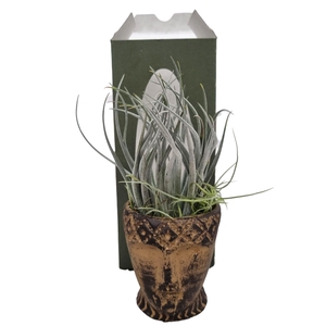 ARR TILLANDSIA