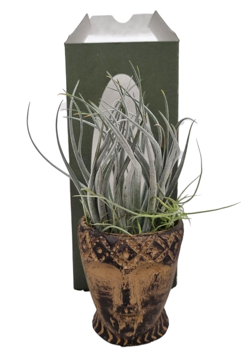 <h4>ARR TILLANDSIA</h4>