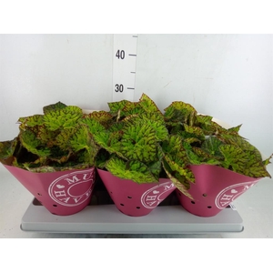 Begonia BD 'Lime Fever'