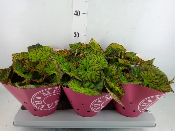 <h4>Begonia BD 'Lime Fever'</h4>