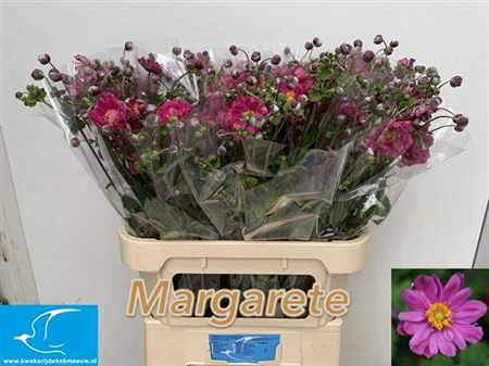 <h4>Anem Ov Paars Margret</h4>