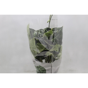 ANTHURIUM CRYSTALLINUM P17