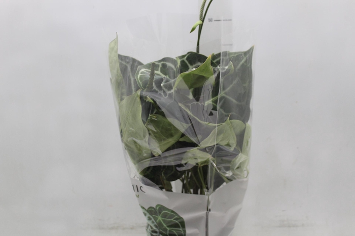 <h4>ANTHURIUM CRYSTALLINUM P17</h4>