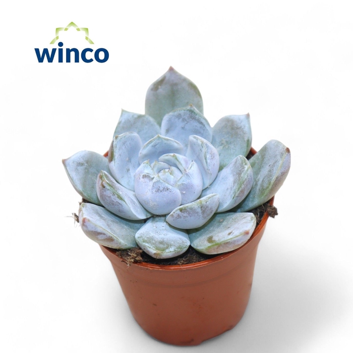 <h4>Echeveria Snowbunny</h4>