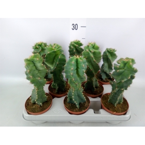 Cereus   ...