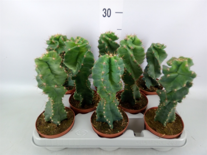 <h4>Cereus   ...</h4>
