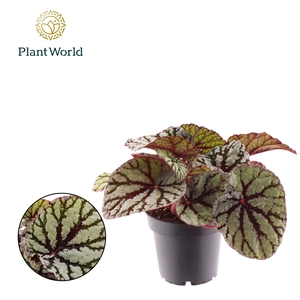 Begonia rex Fedor