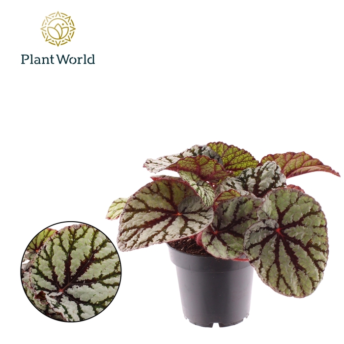 <h4>Begonia rex Fedor</h4>