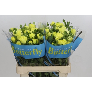 Ranunculus Butterfly Helios