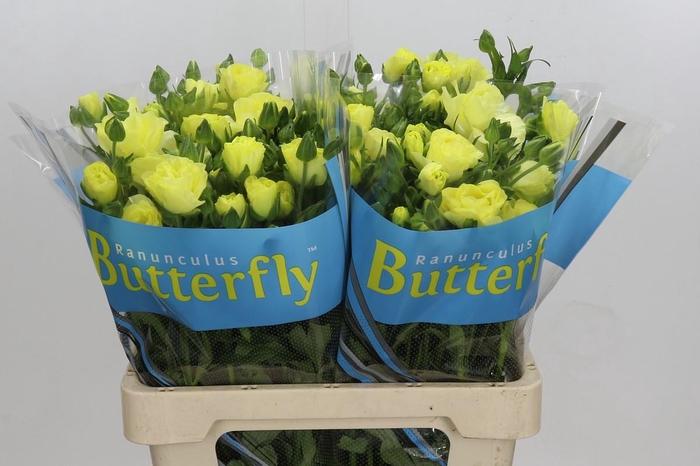 <h4>Ranunculus Butterfly Helios</h4>