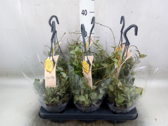 <h4>Hoya krohniana 'Eskimo'</h4>