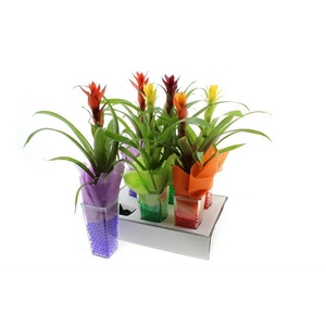 Arrangement Guzmania