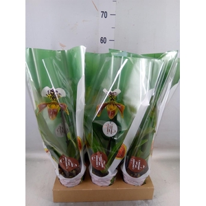 Paphiopedilum  'Amerikaanse hybrid'