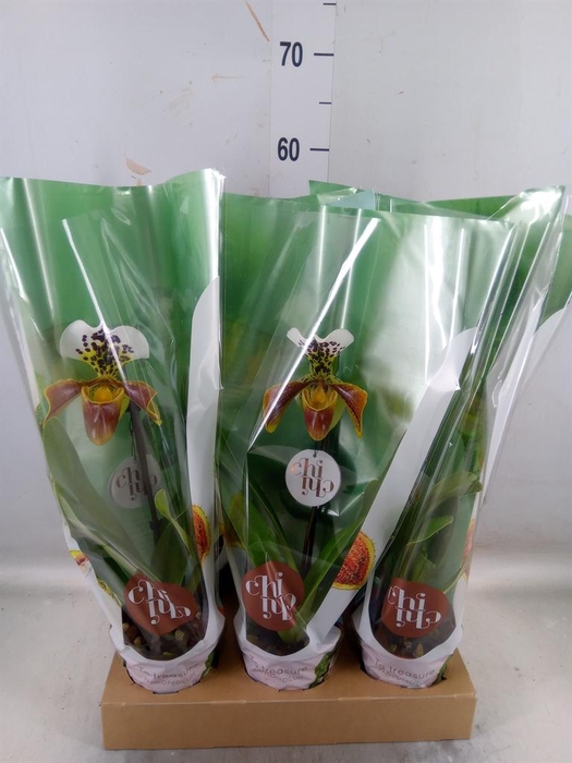 <h4>Paphiopedilum  'Amerikaanse hybrid'</h4>