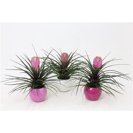 <h4>Tillandsia In Lisa Bolpot</h4>