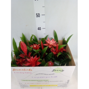 Bromelia   ...mix