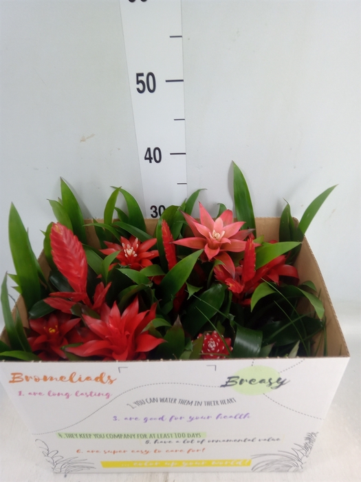 <h4>Bromelia   ...mix</h4>