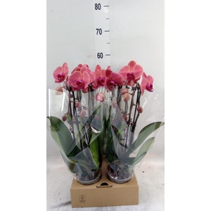 Phalaenopsis  'Elegant Cascade'