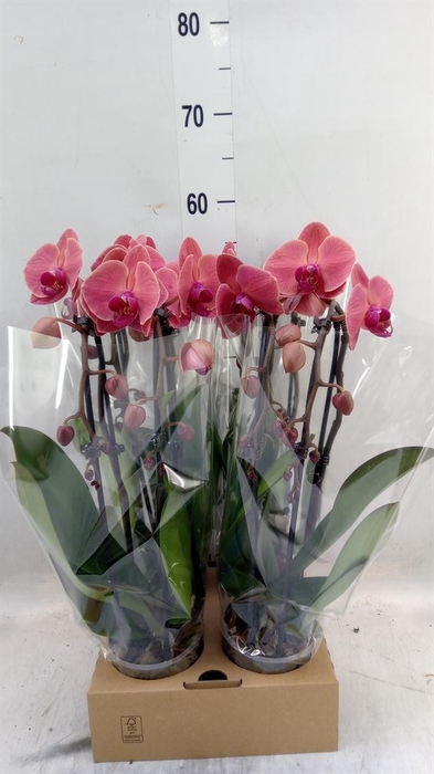 <h4>Phalaenopsis  'Elegant Cascade'</h4>