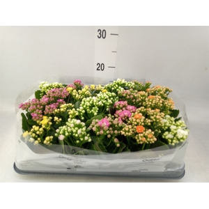 Kalanchoe blos.   ..rosebud mix  5
