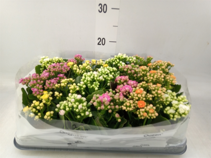 <h4>Kalanchoe blos.   ..rosebud mix  5</h4>