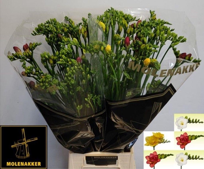 <h4>Freesia do mix rainbow</h4>
