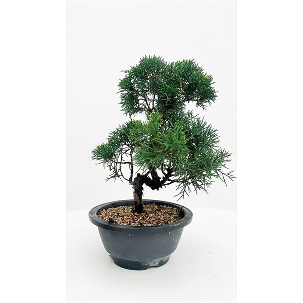 <h4>Juniperus chinensis, 16 cm, in trainingpot</h4>