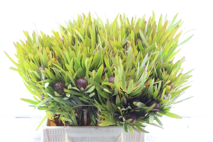 <h4>Kaaps Sabulosum</h4>