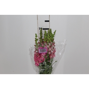 BOCA DE LEAO POTOMAC EARLY ROSE 070 CM
