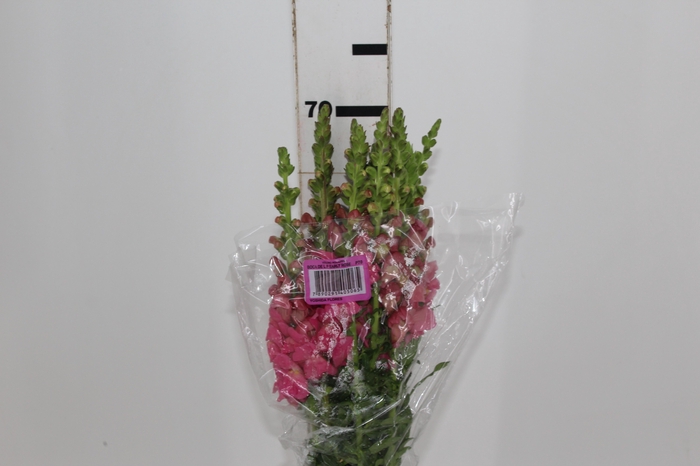 <h4>BOCA DE LEAO POTOMAC EARLY ROSE 070 CM</h4>