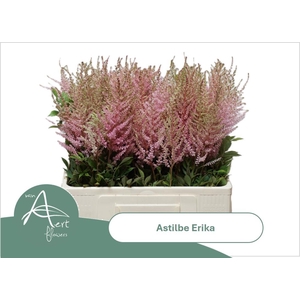 ASTIL AR ERIKA