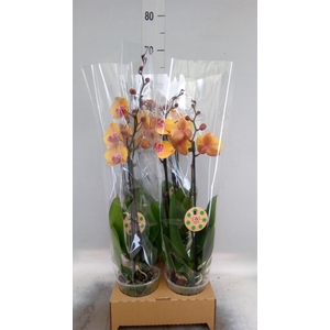 Phalaenopsis ...orange