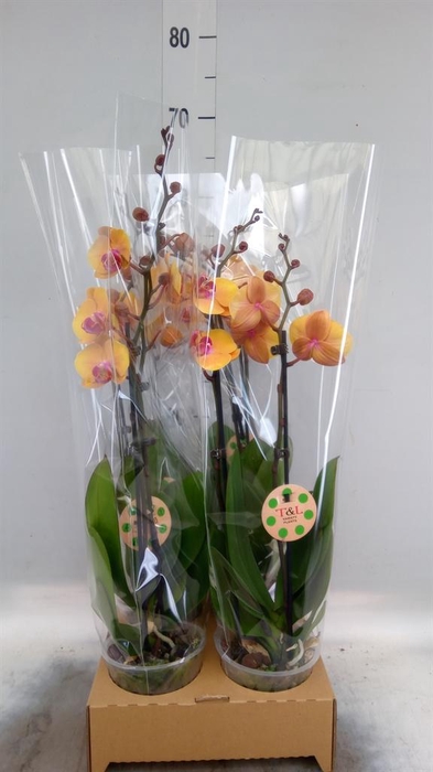 <h4>Phalaenopsis   ...orange</h4>