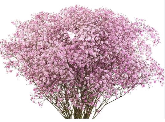 <h4>Gyps Pa Xlence Light Pink</h4>