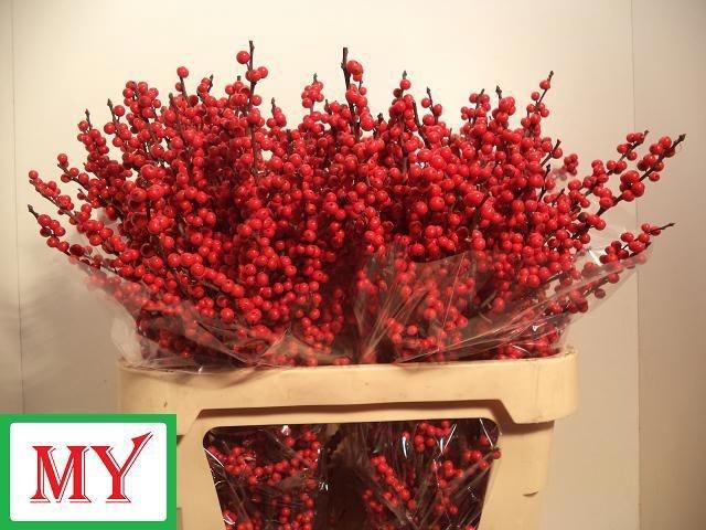 <h4>Ilex verticillata L 8</h4>