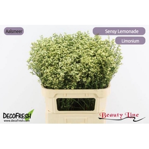 Limonium Sensi Lemonade Beauty