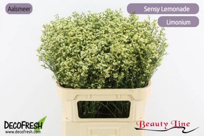 <h4>Limonium Sensi Lemonade Beauty</h4>