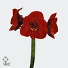 Hippeastrum Liberty