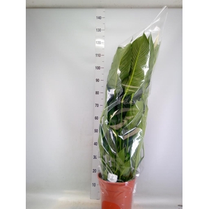 Spathiphyllum  'Sweet Sebastiano'