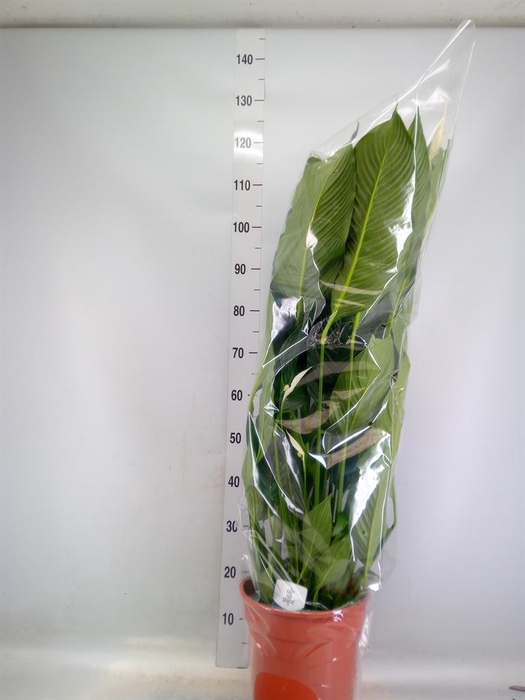 <h4>Spathiphyllum  'Sweet Sebastiano'</h4>