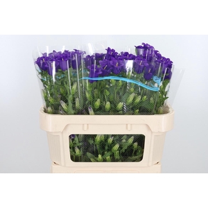 Campanula Cham Blue