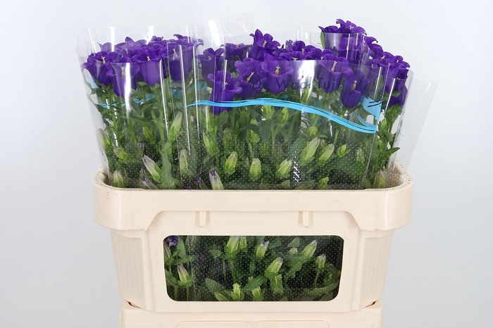 <h4>Campanula Cham Blue</h4>